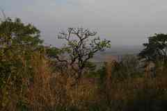 Cussonia angolensis