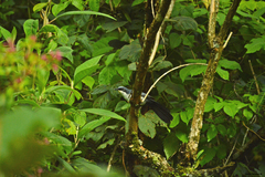 Melanotis hypoleucus