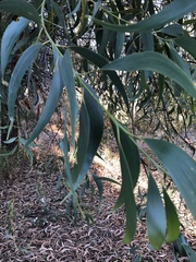Acacia crassicarpa