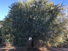 Acacia crassicarpa