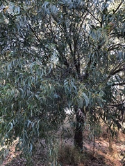 Acacia crassicarpa