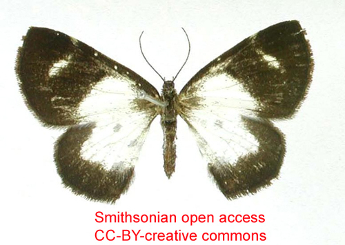 Heterusia rufifimbria