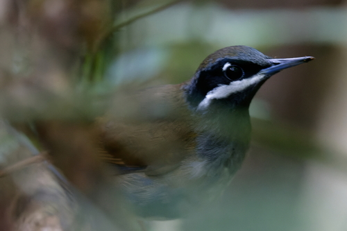 Crossley's Vanga (Mystacornis crossleyi), photo 3