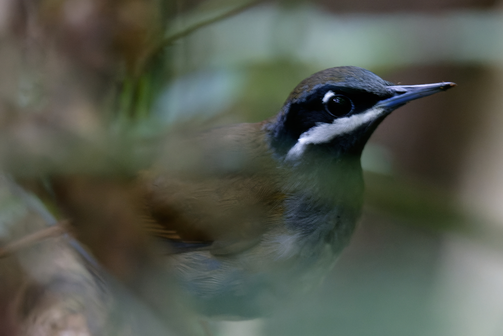 Crossley's Vanga (Mystacornis crossleyi), photo 2