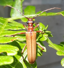 Centrodera decolorata