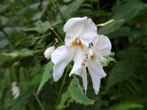 Pansy Balsam (Impatiens violoides)