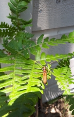 Centrodera decolorata