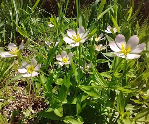 Image of Sabatia calycina by (c) Joan Chiasson, some rights reserved (CC BY-SA)
