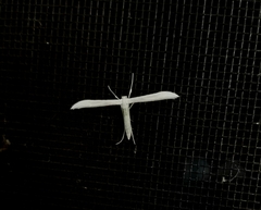 Hellinsia homodactylus