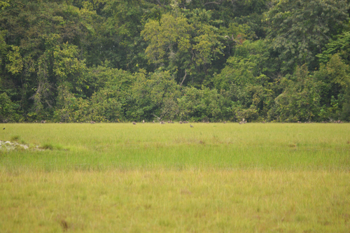 Red-capped Mangabey