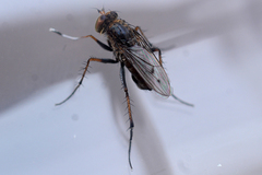 Tachytrechus consobrinus