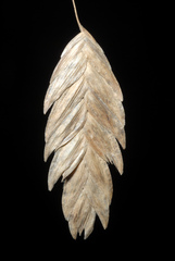 River oats
