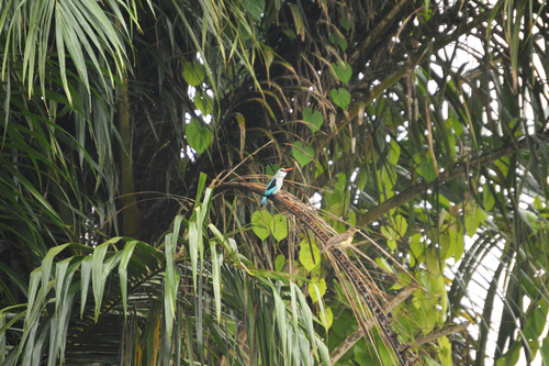 Gray-headed Kingfisher