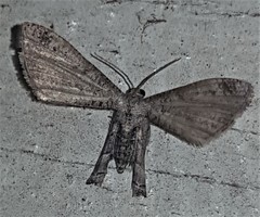 Phazaca interrupta