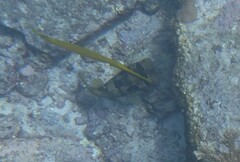 ヒトヅラハリセンボン