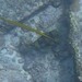 ヒトヅラハリセンボン