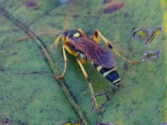 Ichneumon ambulatorius