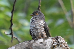 Madagascar Cuckoo photo 3