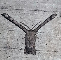 Phazaca interrupta
