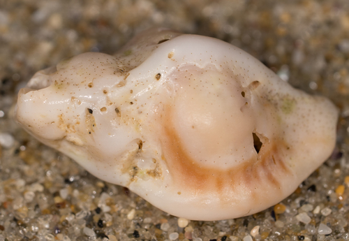 Ceratostoma nuttalli