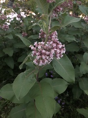 Asclepias syriaca
