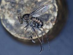 Tachytrechus consobrinus