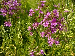 Lythrum virgatum
