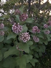 Asclepias syriaca