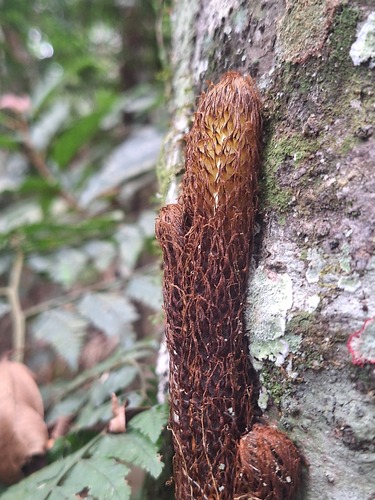 Polybotrya osmundacea observed 2024-10-27