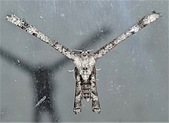 Phazaca interrupta