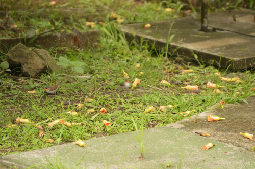 Orange-cheeked Waxbill