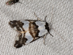 Thallarcha albicollis