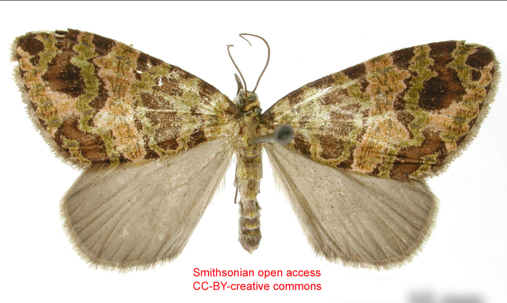 Hydriomena aldricaria