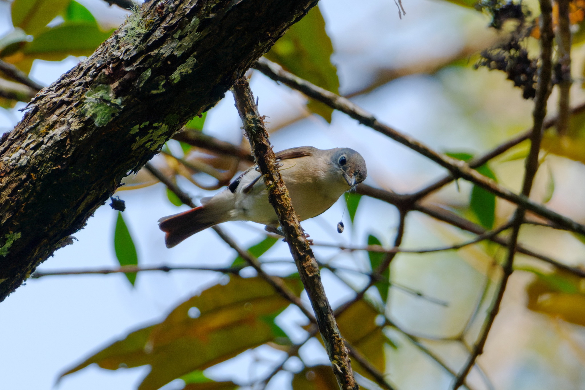 Red-tailed Vanga (Calicalicus madagascariensis), photo 4