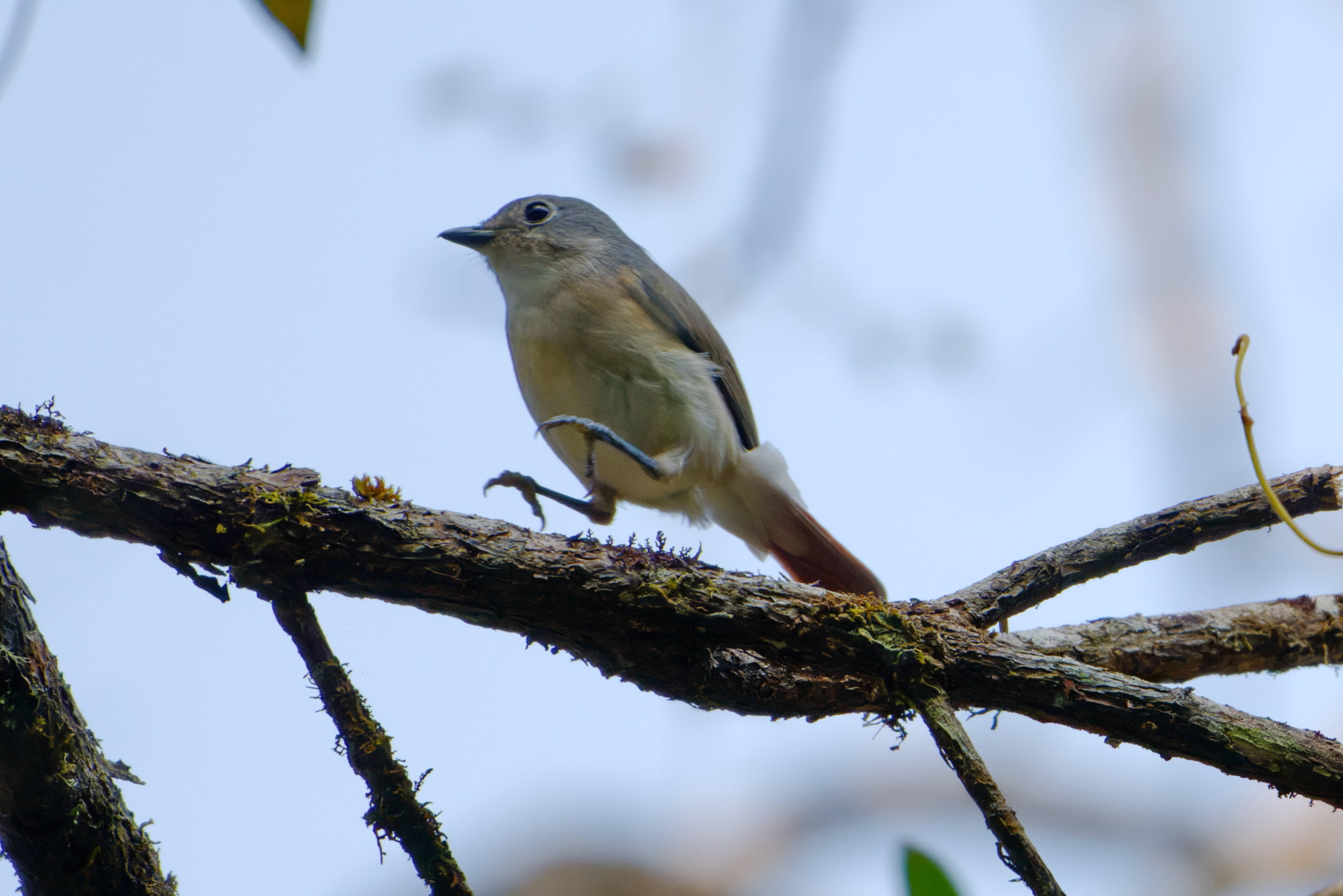 Red-tailed Vanga (Calicalicus madagascariensis), photo 3