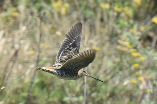 Madagascar Snipe (Gallinago macrodactyla), photo 1