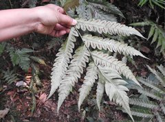 Woodwardia japonica