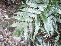Woodwardia japonica