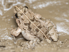 Japanese Rice Frog photo 3