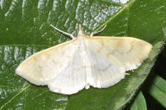 Paratalanta hyalinalis