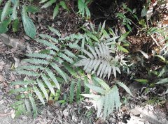 Woodwardia japonica