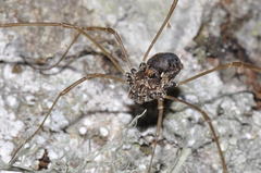 Platybunus pinetorum