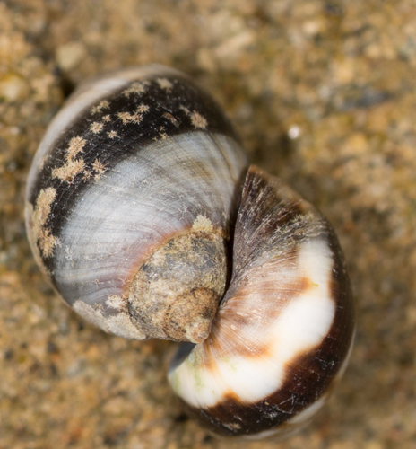 Littorina keenae