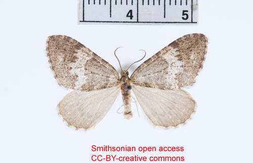 Hydriomena albifasciata