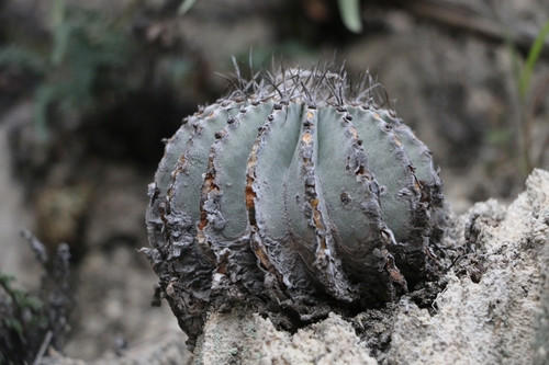 Geohintonia mexicana