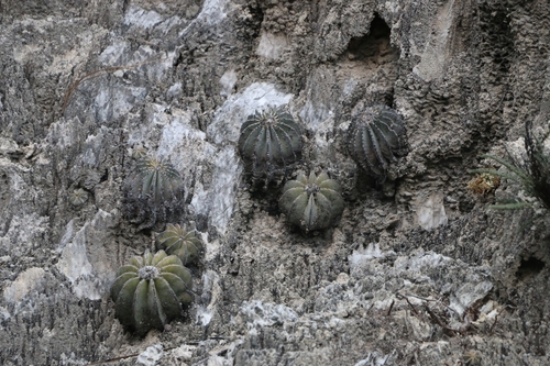 Geohintonia mexicana