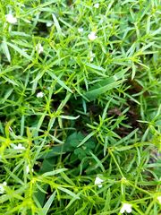 Polypremum procumbens