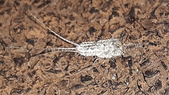 Ctenolepisma lineatum