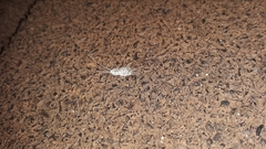 Ctenolepisma lineatum