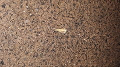 Ctenolepisma lineatum
